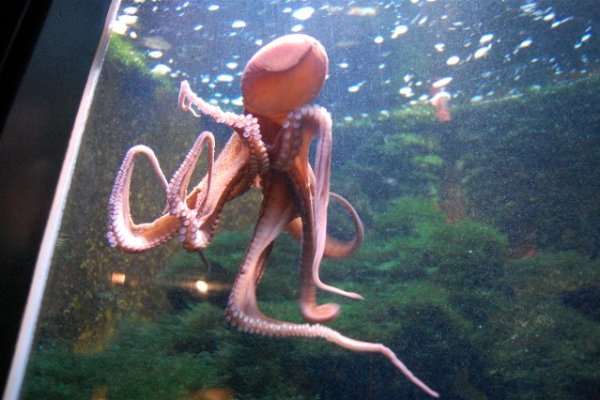 Kraken17 at